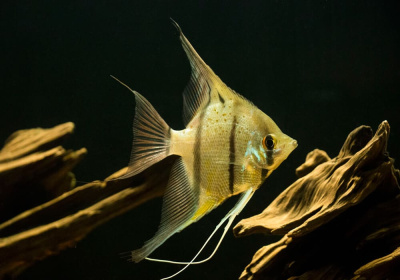 Скалярия Рио Нанай